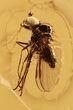 Detailed Fossil Fly (Microphorinae) With Huge Eyes In Baltic Amber #270581-1